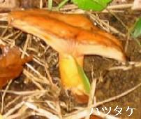 HATUTAKE