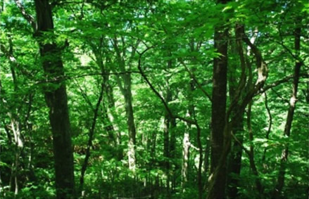 様々な植物が織りなす緑の空間