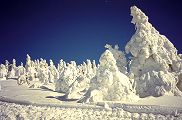 d020203ani_02s.jpg