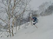021229dtree_s.jpg